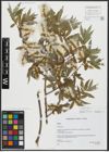 Foto von Salix alba L.